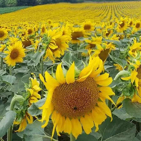 La Maisonnette Bleue, Eco-logis Equipe De Toilettes Seches * Rosheim