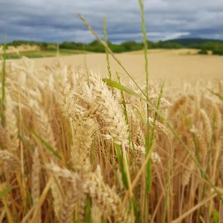 Dom wakacyjny La Maisonnette Bleue, Eco-logis Equipe De Toilettes Seches *