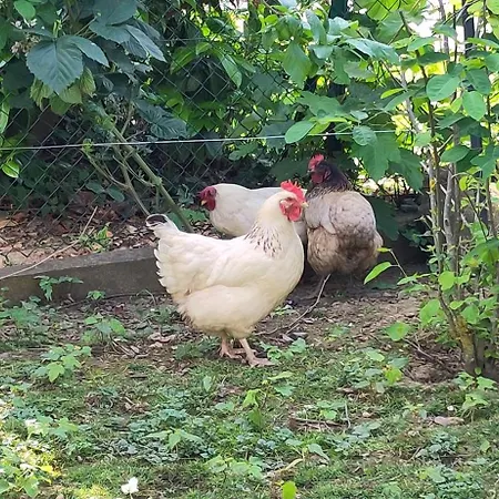 Dom wakacyjny La Maisonnette Bleue, Eco-logis Equipe De Toilettes Seches Rosheim